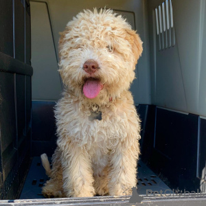 Foto №1. lagotto romagnolo - zum Verkauf in der Stadt Nettetal | 484€ | Ankündigung № 159188