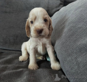 Foto №4. Ich werde verkaufen english cocker spaniel in der Stadt Warschau. züchter - preis - verhandelt