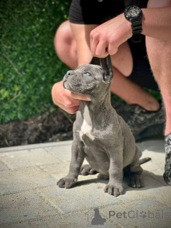 Foto №2 zu Ankündigung № 167856 zu verkaufen cane corso italiano - einkaufen Serbien 