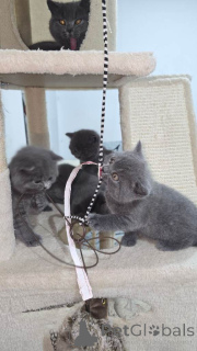 Foto №3. Britische Kurzhaar-Kätzchen. USA