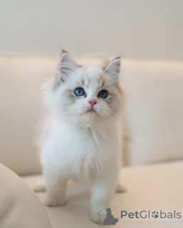 Foto №2 zu Ankündigung № 145532 zu verkaufen ragdoll-katze - einkaufen Deutschland züchter