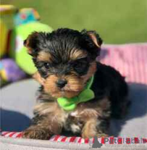 Foto №1. yorkshire terrier - zum Verkauf in der Stadt Wilmington | 510€ | Ankündigung № 127877