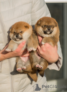 Foto №2 zu Ankündigung № 125864 zu verkaufen shiba - einkaufen Weißrussland vom kindergarten