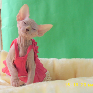Foto №2 zu Ankündigung № 3899 zu verkaufen sphynx cat - einkaufen Russische Föderation 