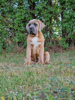 Foto №3. Cane Corso (FCI). Polen