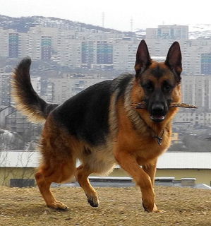 Foto №4. Ich werde verkaufen deutscher schäferhund in der Stadt Murmansk. vom kindergarten - preis - Verhandelt