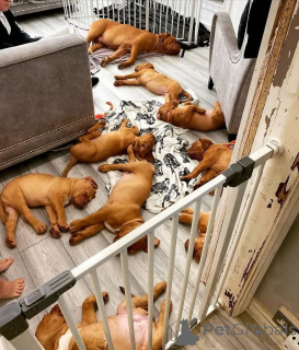 Foto №1. dogue de bordeaux - zum Verkauf in der Stadt Bleialf | 580€ | Ankündigung № 174984