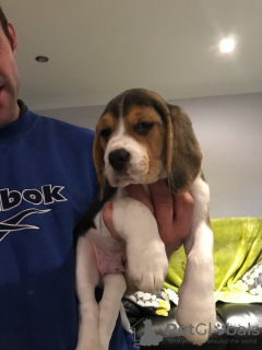 Foto №1. beagle - zum Verkauf in der Stadt Berlin | 300€ | Ankündigung № 100514