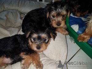 Foto №3. Zwei wunderschöne weibliche Brewer Yorkie Terrier Welpen. JETZT BEREIT!. Deutschland