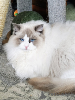 Foto №1. ragdoll-katze - zum Verkauf in der Stadt Alingsq | verhandelt | Ankündigung № 157464