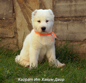 Zusätzliche Fotos: Welpe des zentralasiatischen Schäferhundes (CAO, Alabai) Weißkitzjungen