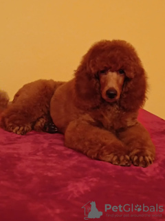 Foto №2 zu Ankündigung № 62621 zu verkaufen pudel (zwerg) - einkaufen Ungarn züchter