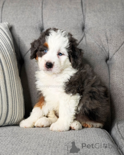 Foto №3. Mini-Bernedoodle-Welpen zum Verkauf klug, treu und liebevoll. Deutschland
