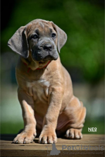 Zusätzliche Fotos: Cane Corso-Welpen