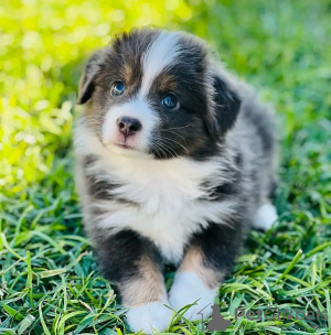 Foto №4. Ich werde verkaufen australian shepherd in der Stadt Sydney.  - preis - Frei