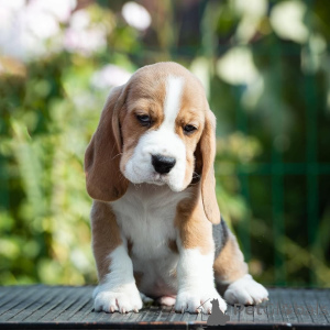 Foto №2 zu Ankündigung № 165222 zu verkaufen beagle - einkaufen Rumänien züchter