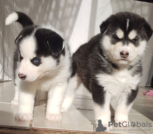 Foto №3. Atemberaubende reine Siberian Husky-Welpen. Niederlande