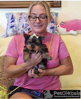 Foto №1. yorkshire terrier - zum Verkauf in der Stadt Budapest | Frei | Ankündigung № 134363