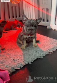 Foto №4. Ich werde verkaufen französische bulldogge in der Stadt Indianapolis.  - preis - 284€