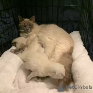 Foto №1. ragdoll-katze - zum Verkauf in der Stadt Braunschweig | 380€ | Ankündigung № 167264