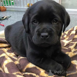 Foto №1. labrador retriever - zum Verkauf in der Stadt Ostrava | verhandelt | Ankündigung № 115753