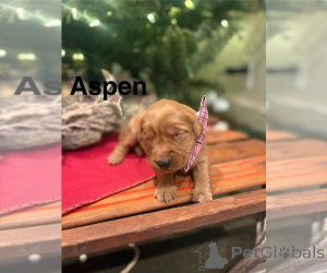 Foto №3. Golden Retriever-Wurf mit Welpen zu verkaufen. Australien