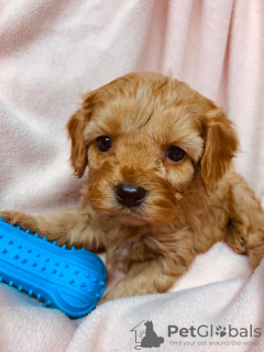 Foto №3. Wunderschöne Cavapoo-Welpen zur kostenlosen Adoption. Deutschland