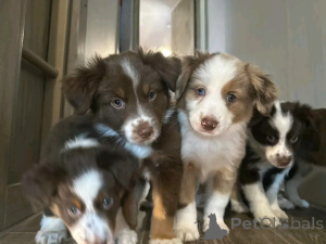 Foto №1. australian shepherd - zum Verkauf in der Stadt Флорида Сити | 800€ | Ankündigung № 138911