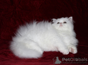 Foto №3. Wunderschönes persisches Kätzchen-Junge in schneeweißer Farbe, moderner Typ. Ukraine