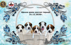 Foto №2 zu Ankündigung № 8991 zu verkaufen jack russell terrier - einkaufen Russische Föderation quotient 	ankündigung