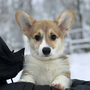 Foto №2 zu Ankündigung № 5182 zu verkaufen welsh corgi - einkaufen Ukraine quotient 	ankündigung