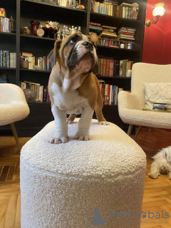 Foto №4. Ich werde verkaufen englische bulldogge in der Stadt Belgrad.  - preis - verhandelt