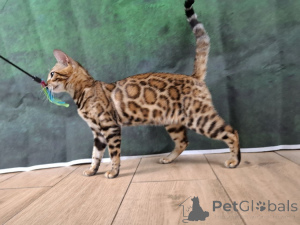 Foto №3. Bengale Frau. Polen