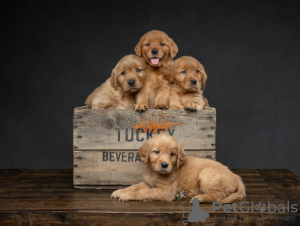 Foto №1. golden retriever - zum Verkauf in der Stadt Helsinki | verhandelt | Ankündigung № 88137