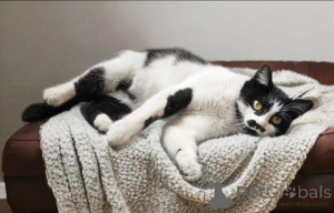 Foto №3. Kitty Busya wartet auf gute Besitzer!. Russische Föderation