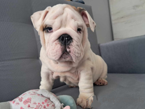 Foto №4. Ich werde verkaufen englische bulldogge in der Stadt Кельце. züchter - preis - 1314€