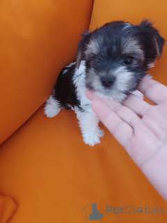 Foto №2 zu Ankündigung № 175694 zu verkaufen biewer terrier - einkaufen Israel quotient 	ankündigung