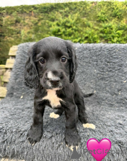Foto №2 zu Ankündigung № 168859 zu verkaufen english cocker spaniel - einkaufen Zypern quotient 	ankündigung