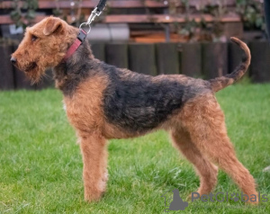 Foto №3. Airedale Terrier FCI. Polen