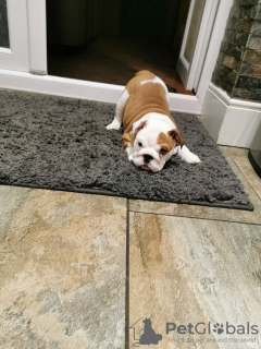 Foto №2 zu Ankündigung № 115404 zu verkaufen englische bulldogge - einkaufen Großbritannien quotient 	ankündigung, züchter