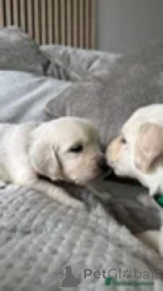 Foto №2 zu Ankündigung № 169266 zu verkaufen golden retriever - einkaufen Georgien züchter