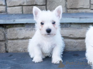 Foto №1. west highland white terrier - zum Verkauf in der Stadt Newtown | 800€ | Ankündigung № 11838