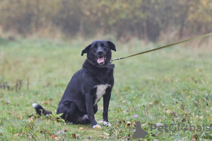 Zusätzliche Fotos: Byron sucht ein Zuhause!