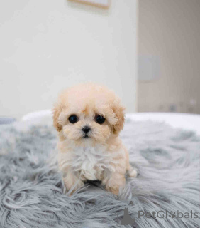 Foto №2 zu Ankündigung № 139126 zu verkaufen maltipu - einkaufen Amerikanische Jungferninseln züchter