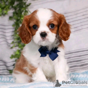 Foto №3. Beautiful Health Cavalier Puppies Business WhatsApp 37256062792. Finnland