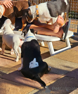 Foto №1. bullterrier - zum Verkauf in der Stadt Båstad | verhandelt | Ankündigung № 169785