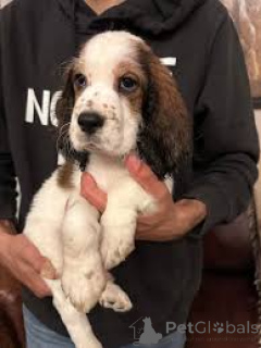 Foto №1. english cocker spaniel - zum Verkauf in der Stadt Mailand | 700€ | Ankündigung № 165802
