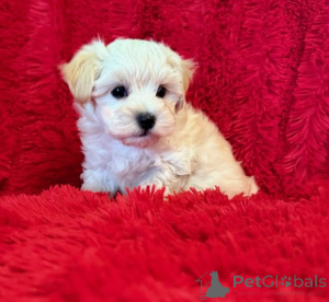 Foto №2 zu Ankündigung № 149849 zu verkaufen maltipu - einkaufen Deutschland 