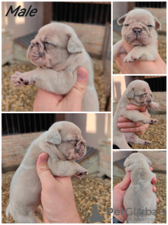 Foto №2 zu Ankündigung № 78132 zu verkaufen französische bulldogge - einkaufen Serbien züchter