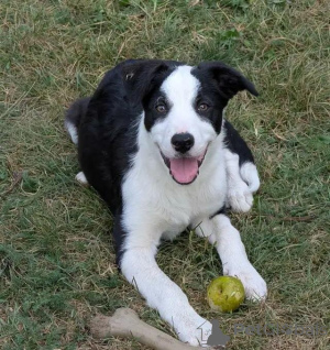 Foto №3. CBCA-geregistrierte Border Collie-Welpen. Belgien
